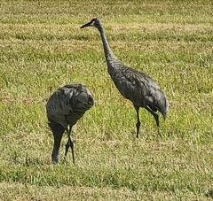 Antigone canadensis pratensis