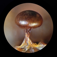 Diderma subasteroides