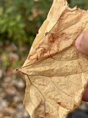 Phyllocnistis vitifoliella