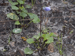 Viola sieberiana
