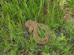 Crotalus molossus oaxacus