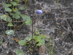 Viola sieberiana
