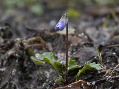 Viola sieberiana