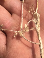 Lupinus subvexus subvexus