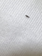 Klambothrips myopori