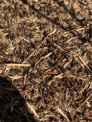 Formica obscuripes
