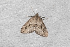 Thera juniperata