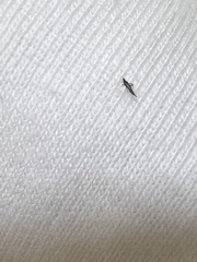 Klambothrips myopori