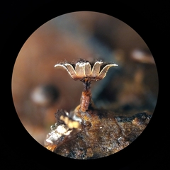 Diderma subasteroides