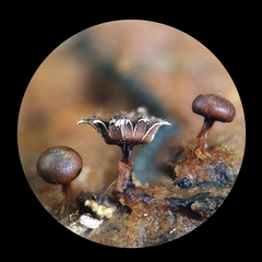 Diderma subasteroides