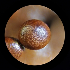 Diderma subasteroides