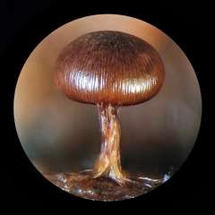 Diderma subasteroides