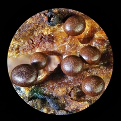 Diderma subasteroides