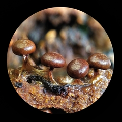 Diderma subasteroides