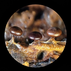 Diderma subasteroides