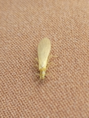Perloidea