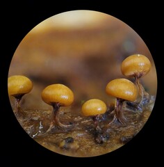 Diderma subasteroides