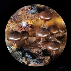 Diderma subasteroides