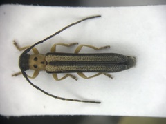 Oberea tripunctata