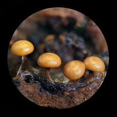 Diderma subasteroides