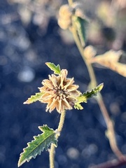 Sphaeralcea fendleri
