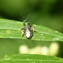 Paraugochloropsis