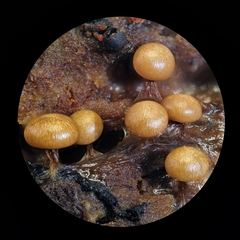 Diderma subasteroides