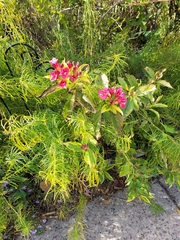 Weigela florida