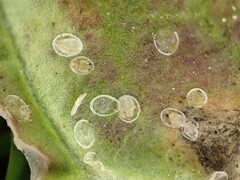 Aleyrodes proletella