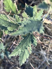 Sphaeralcea fendleri