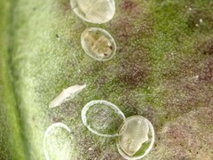 Aleyrodes proletella