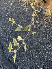 Sphaeralcea fendleri