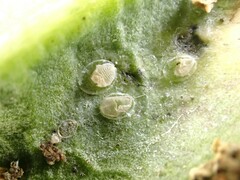 Aleyrodes proletella