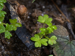 Hydrocotyle foveolata