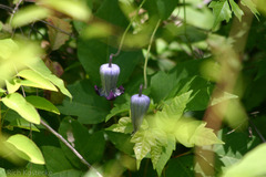 Clematis pitcheri
