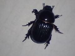 Archophileurus