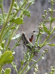 Melanoplus cinereus