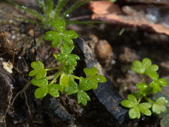Hydrocotyle foveolata