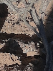 Phrynosoma platyrhinos