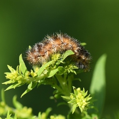 Pyrrharctia isabella