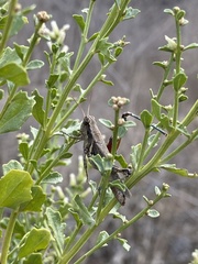 Melanoplus cinereus
