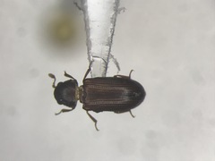 Odontosphindus denticollis