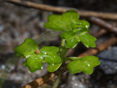 Hydrocotyle foveolata