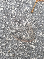 Zamenis scalaris