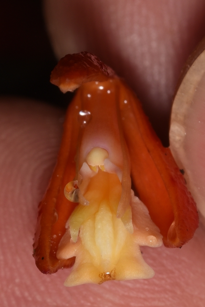 Epidendrum spathatum Schltr. 2