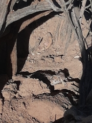 Phrynosoma platyrhinos