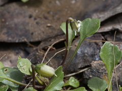 Viola cleistogamoides