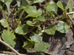 Viola cleistogamoides