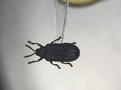 Microrhopala excavata