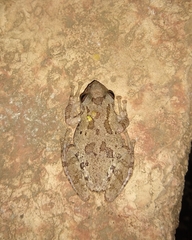 Scinax granulatus